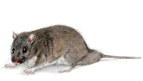 提前做好准备，大仓鼠购买指南你值得拥有