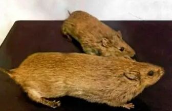 提前做好准备，大仓鼠购买指南你值得拥有