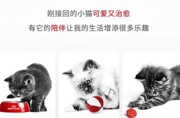 蓝猫猫粮品牌推荐,适合蓝猫的十大猫粮品牌~