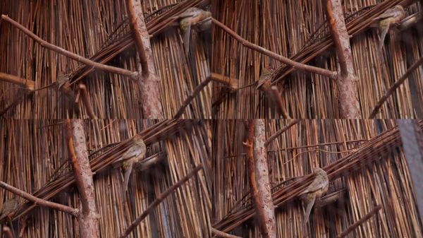 笼子里的鹦鹉，农场繁殖的鹦鹉，五彩斑斓的羽毛鹦鹉在鸟舍的喂食器里进食。