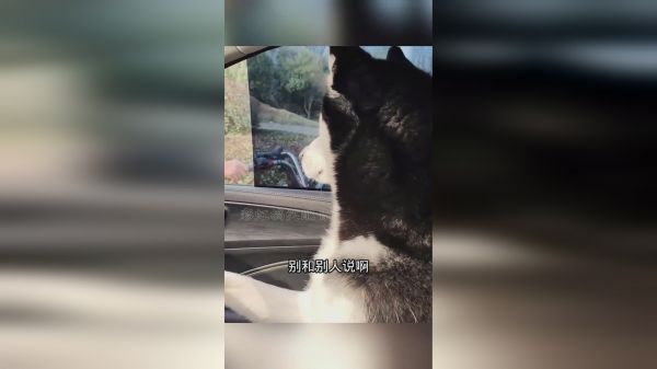 没见过狗开车！难怪说开车累，都累成狗了
