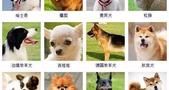178种狗狗收录，快来看看哪一款适合你！果断收藏