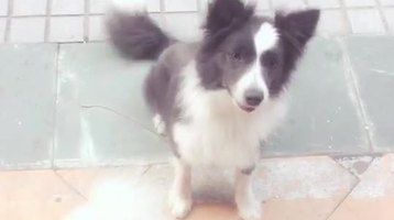 边牧PK比熊，其实腿短的也能跑得很快