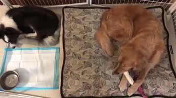 一个亲生，一个非亲生，你猜猜哪个是亲生的？