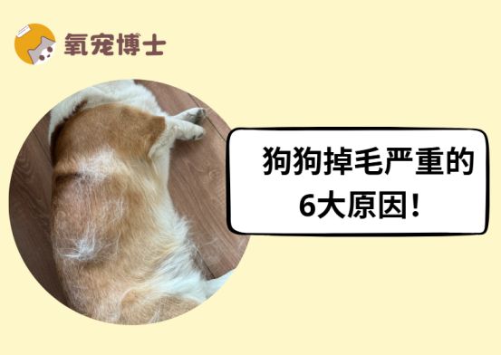 狗狗掉毛严重什么原因？