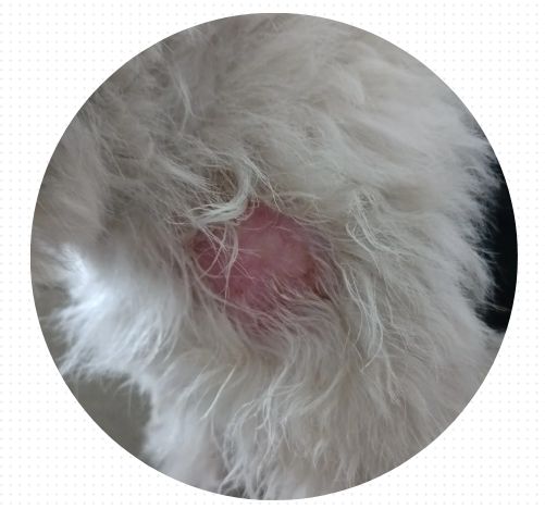 狗狗掉毛严重怎么办？