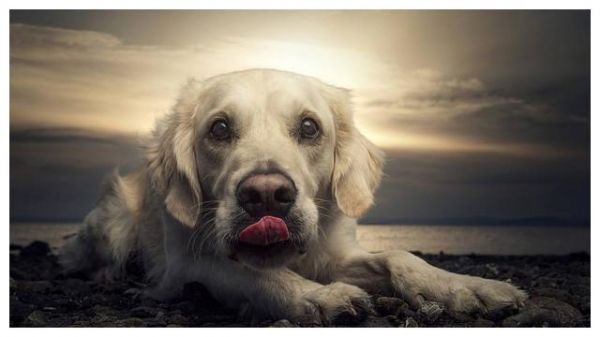 拉布拉多5个月掉毛严重