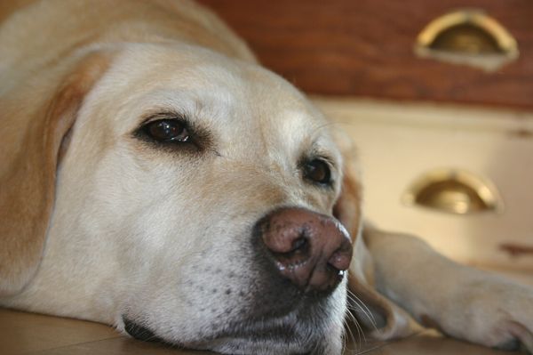 狗狗鼻炎与鼻塞:原因、症状及家庭护理