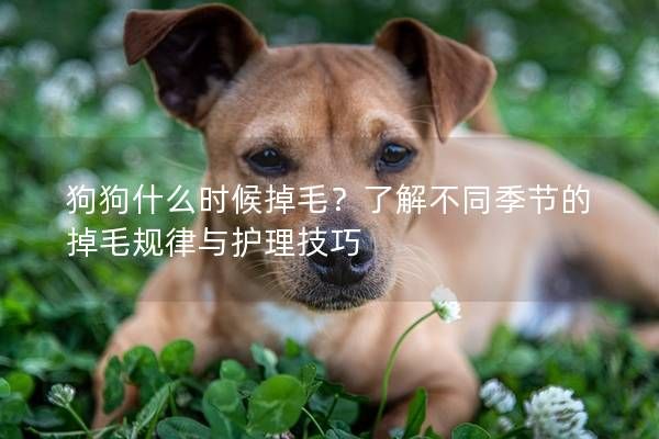 狗狗什么时候掉毛?了解不同季节的掉毛规律与护理技巧
