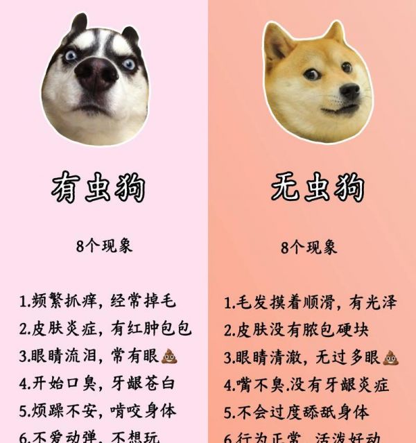 狗狗驱虫后多久能恢复正常？（了解狗狗驱虫后的恢复时间及相关注意事项）