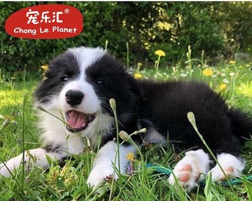 牧羊犬幼犬一次应该吃多少食物?喂食量的正确计算方法是什么?