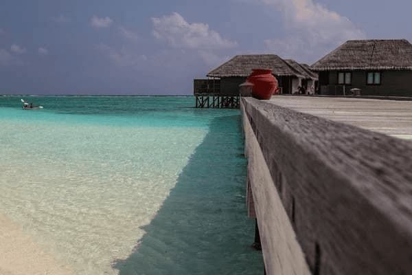 小斗牛吃什么狗粮好(斗牛幼犬吃什么狗粮好一点)