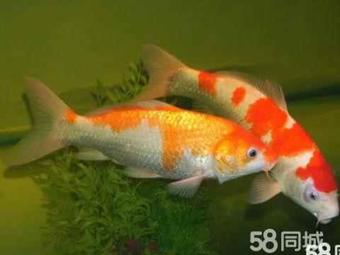 祥瑞养殖·锦鲤鱼批发活鱼 祥瑞养殖场大量 批发零售 各种规格质优价廉的锦鲤红鲫鱼