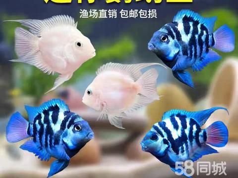 张家港市杨舍镇万佳鱼宠观赏鱼店·各种观赏鱼出售,清洗鱼缸,鱼池,鱼缸换水,鱼缸养护,鱼缸造景,鱼缸维修