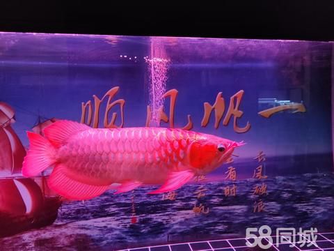苏州鱼跃水族用品·各种观赏鱼出售,金龙鱼、红龙鱼各种锦鲤,各种热带鱼,冷水鱼,各种龟出售