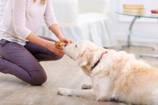 宠物狗吃东西就吐怎么办