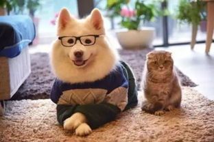 给猫的宠物狗粮怎么做