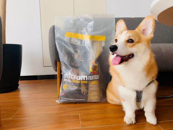 盘点柯基适宜狗粮,纽顿低升糖更易消化