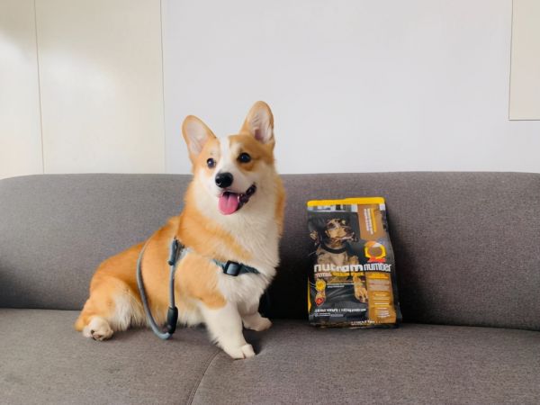 盘点柯基适宜狗粮,纽顿低升糖更易消化