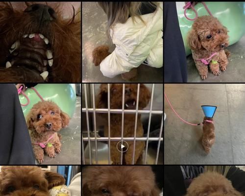 贵宾犬结石病防治指南（宠物健康关键因素，预防胜于治疗）