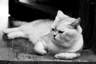 猫咪不宜吃白米饭，宠物饮食需谨慎