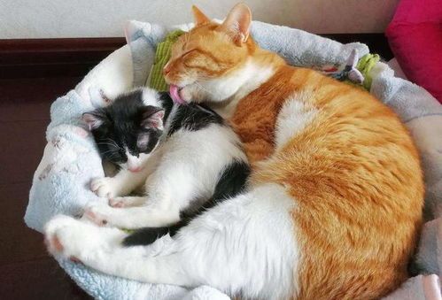 高蛋白、高脂肪成分助猫咪增重