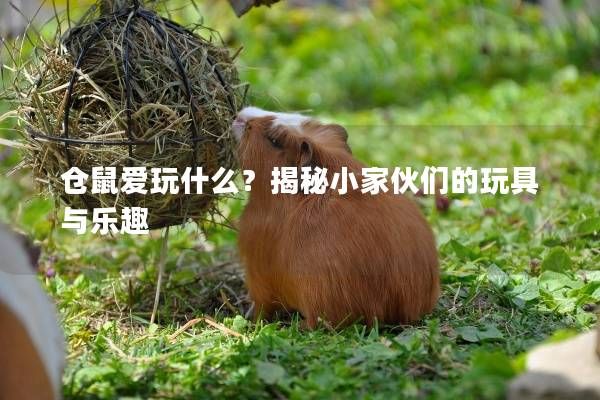 仓鼠爱玩什么?揭秘小家伙们的玩具与乐趣