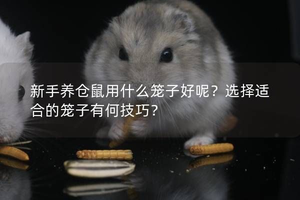 新手养仓鼠用什么笼子好呢?选择适合的笼子有何技巧?