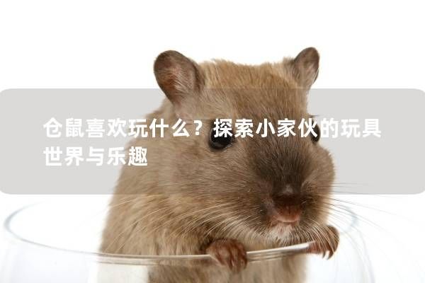 仓鼠喜欢玩什么?探索小家伙的玩具世界与乐趣