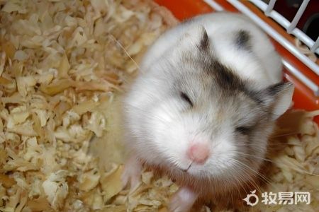 怎么样养仓鼠才是正确的方法