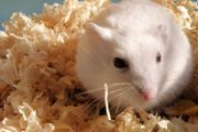 怎样养仓鼠才能让她更喜欢你