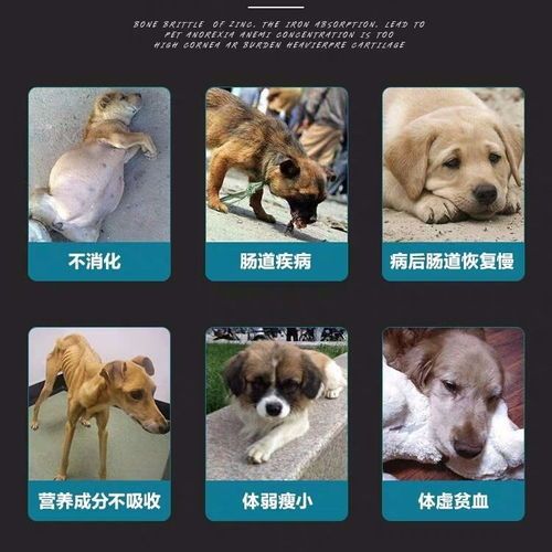 成年宠物狗怎么增肥增肥