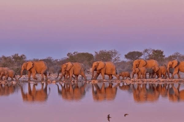 泰迪幼犬多久成年，泰迪幼犬多久成年了