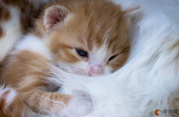 6种方法训练幼猫 什么时候能听懂自己的名字