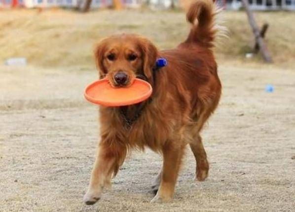 宠物用品分类指南