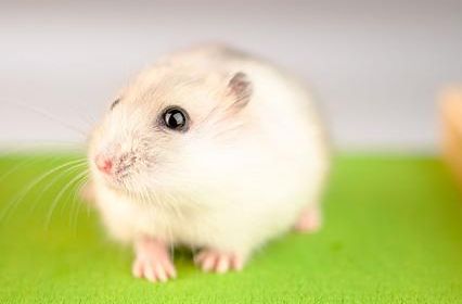 小仓鼠好养吗?新手必看