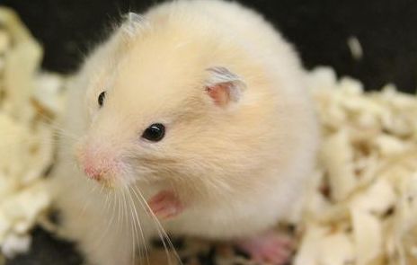 小仓鼠好养吗?新手必看