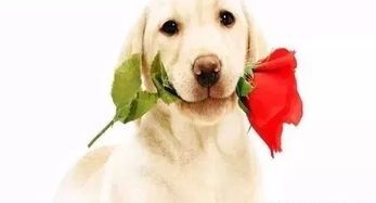 宠物狗购买网站大全？国内最受欢迎的宠物狗购买网站排行榜