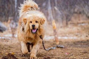 宠物狗购买网站大全？国内最受欢迎的宠物狗购买网站排行榜