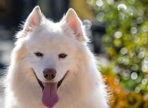 宠物狗购买网站大全？国内最受欢迎的宠物狗购买网站排行榜