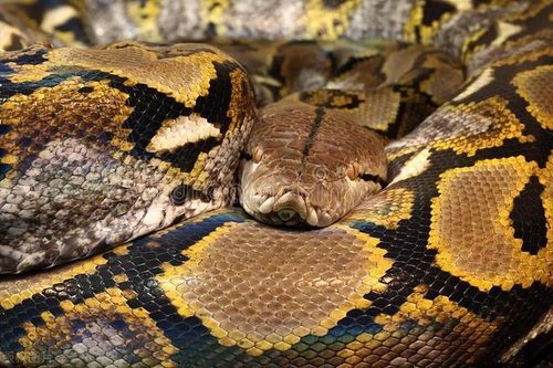 “最萌宠物蛇，颜值爆表！”