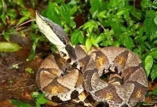 “最萌宠物蛇，颜值爆表！”