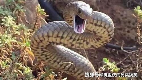 有多少人因恐惧蛇而放弃将其作为宠物？