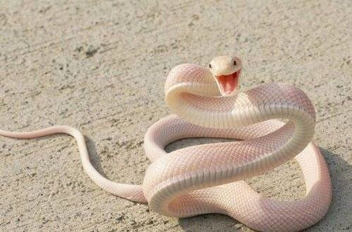 有多少人因恐惧蛇而放弃将其作为宠物？