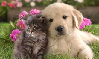 “宠缘记：犬蛇宠品圈”