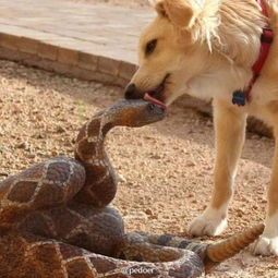 “宠缘记：犬蛇宠品圈”