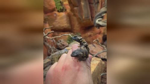 爷俩给#南非犰狳蜥 手搓一个#爬宠缸 ，#爬宠 #异宠