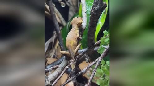 给#叶尾守宫 手搓一个#雨林缸 ，#爬宠 #异宠 #撒旦叶尾