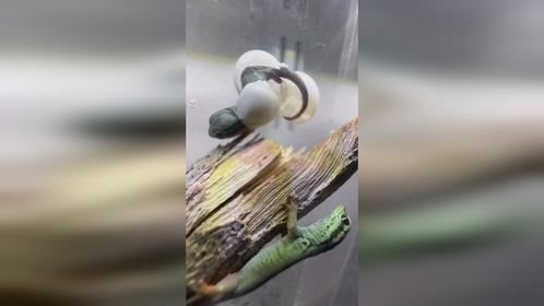 刚孵化的#日行守宫 ，#爬宠 #异宠 #爬宠日常 #守宫