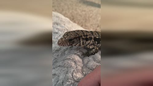 刚到新家的，充满好奇的小家伙。#爬宠 #异宠 #泰加蜥蜴